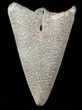 Fossil Marlin (Swordfish) Lower Rostrum - Miocene #45961-1